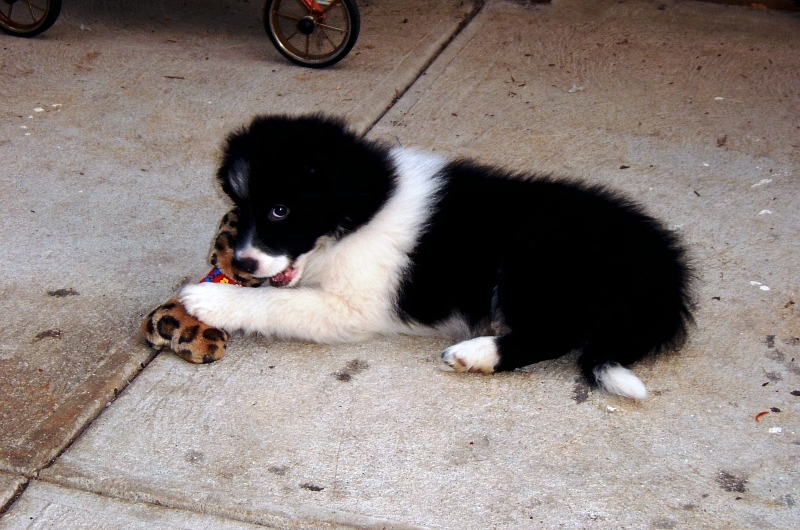 Rex at nine weeks of age.  Young, innocent, not a care in the world.