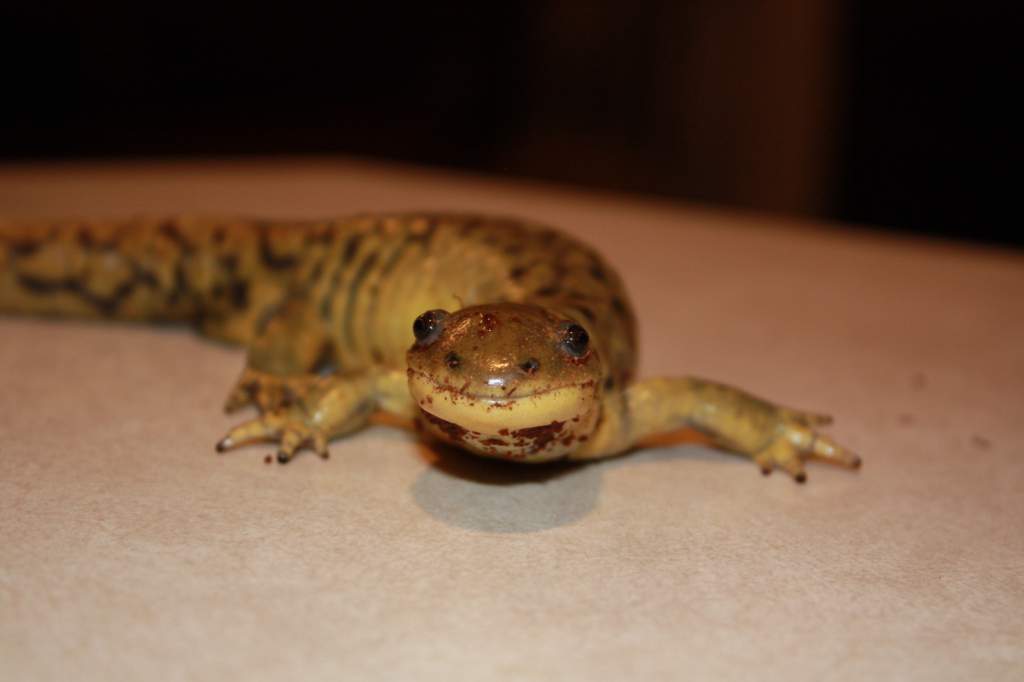 Rex face