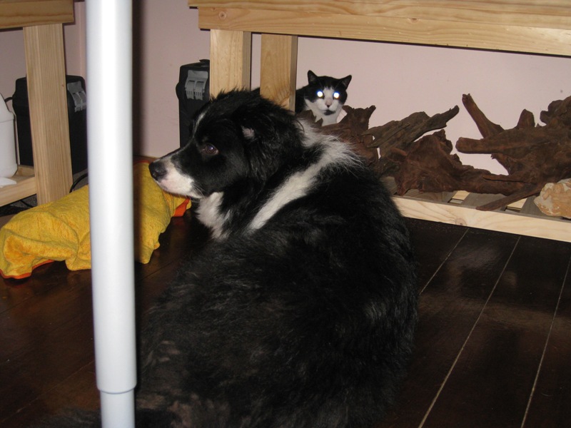 Rex has trapped the cat.  Cat is called "Mel" or "Mellie" or "Mellie Bellie".
