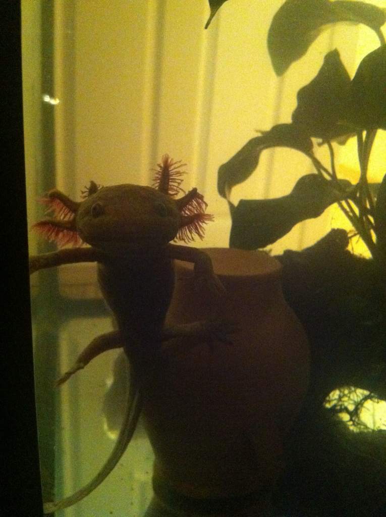 Rex in his glory days! Interacting with us.  Oh, the speccy gills!