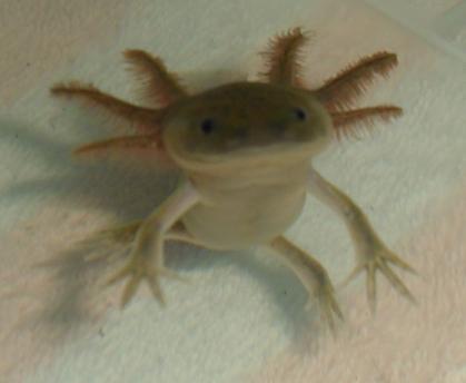 Rhage