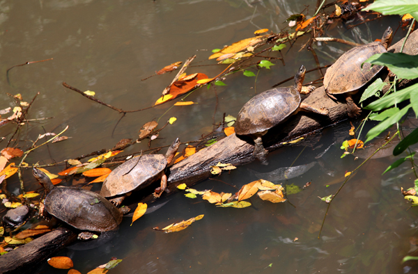 Rhinoclemmys annulata - Brown Wood Turtle