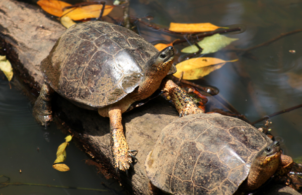 Rhinoclemmys annulata - Brown Wood Turtle