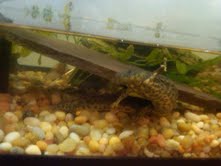 ribbed newt