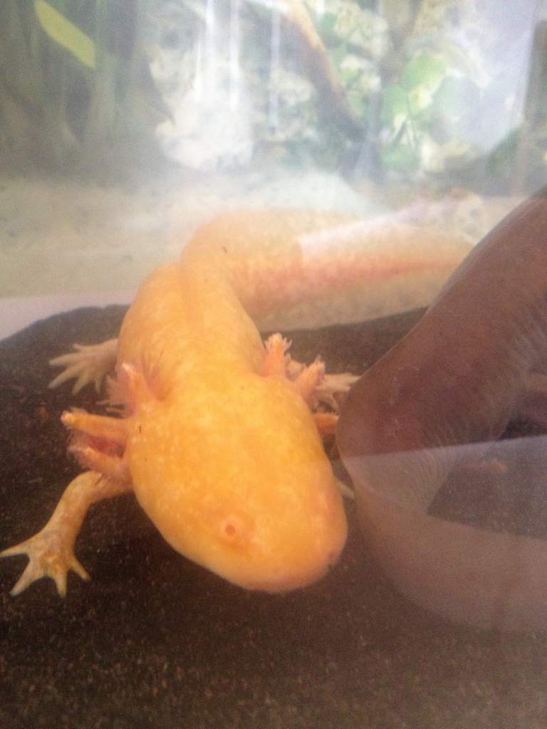 Richie sussing out her new tankmate Fonzie
