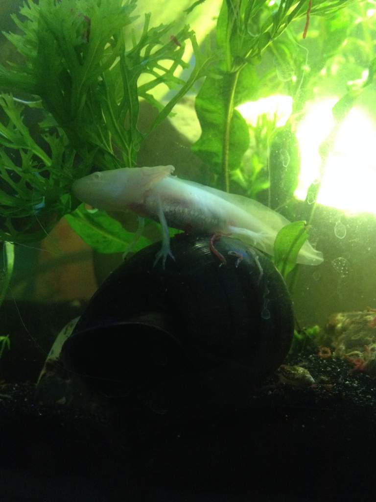 Riding his snail!