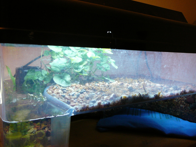 right side of toad enclosure - houses Bombina orientalis - original home of newt, but now I know better than keeping them together - this side has a w