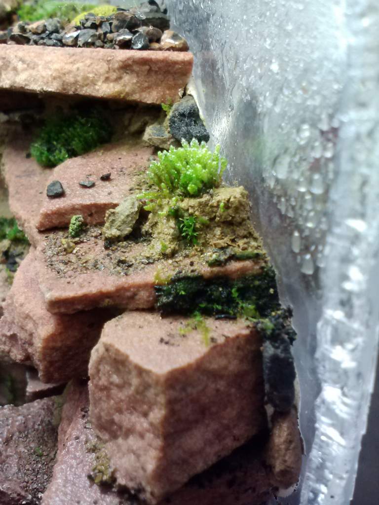 Right side of viv silver moss on clay
