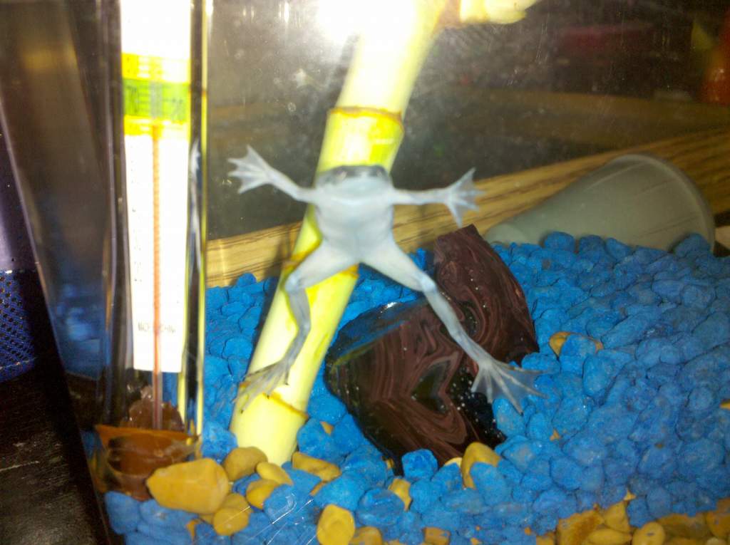 RIP :( my little froggie friends...