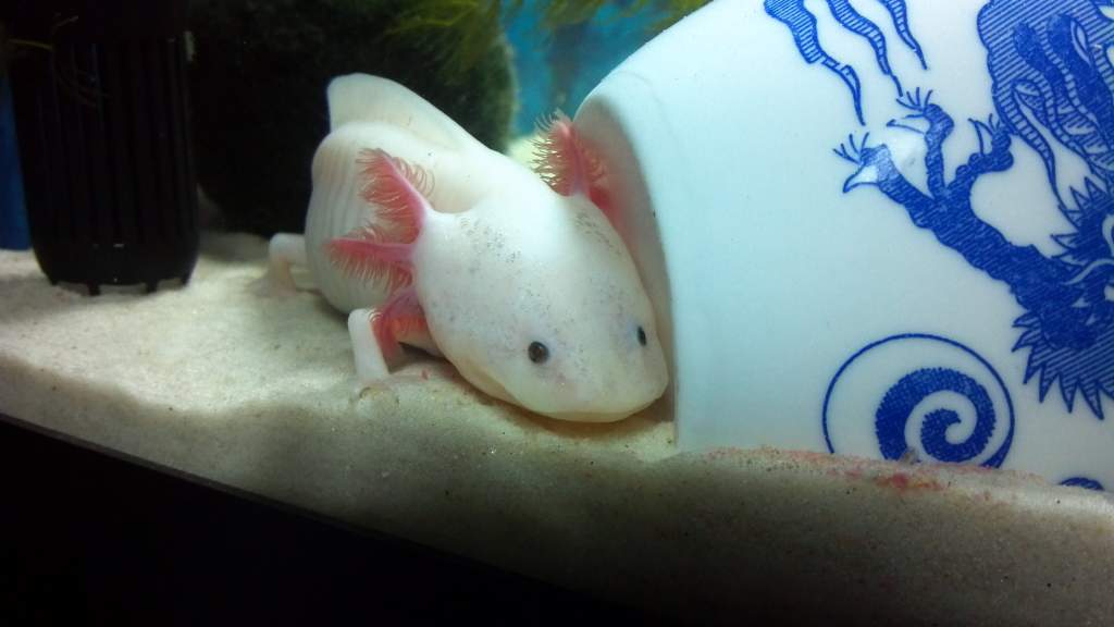 Rip Sulking, not happy with me, added the Wilds to his home.