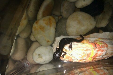 Rippley!!!