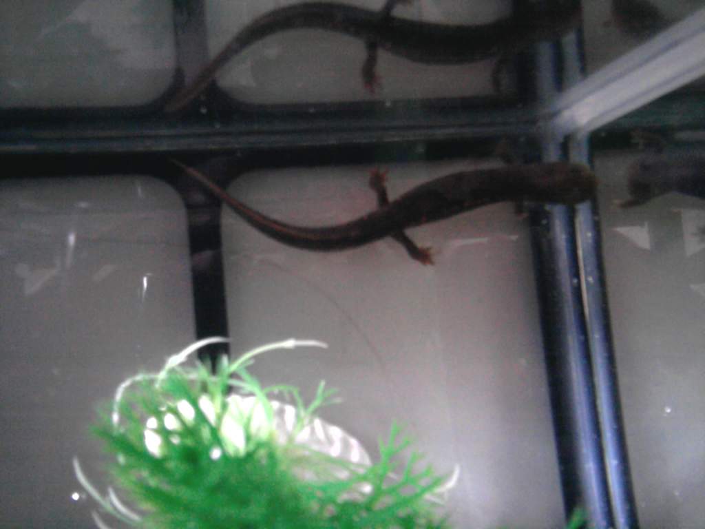 Rissi in the tank, by the plant