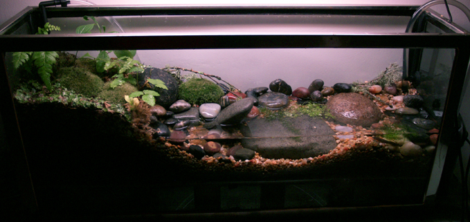 river bed vivarium for Dicamptodon tenebrous.  A false bottom houses the pump intake at one end while the output is at the other end of tank. the plan