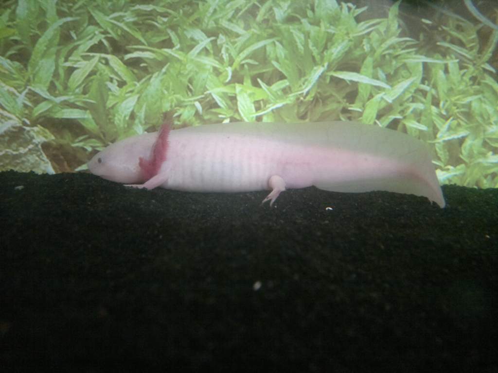Roka