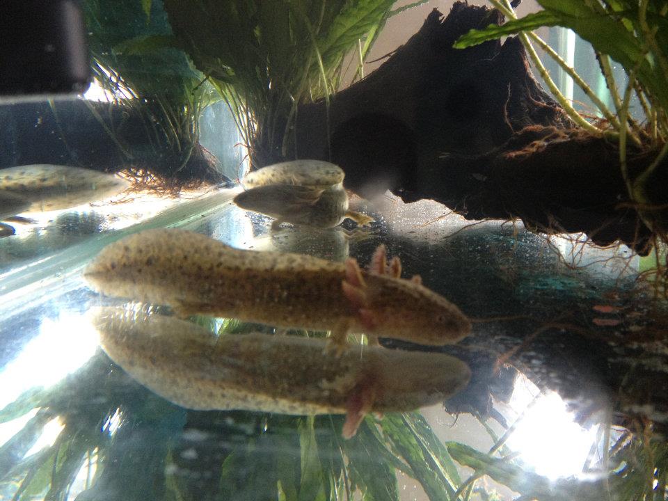 Ronnie and Reggie when we first got them