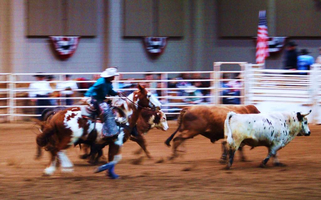 Ropin' bulls