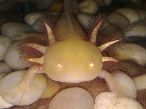 Rose looking cute and almost alien like as her eyes seem to glow in photos!