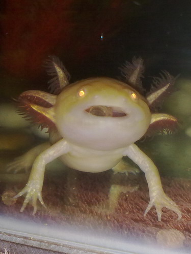 Rose munching on a pellet!