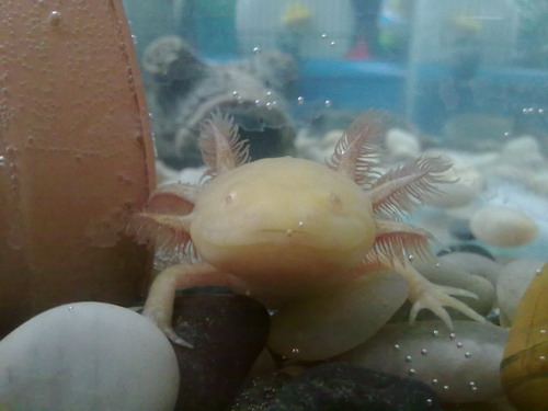 Rose the day i got her, hard to believe how different she looks now she's older and in a better tank than her previous owner kept her in!