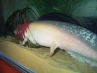 Rose tucking into bloodworms in the food jar