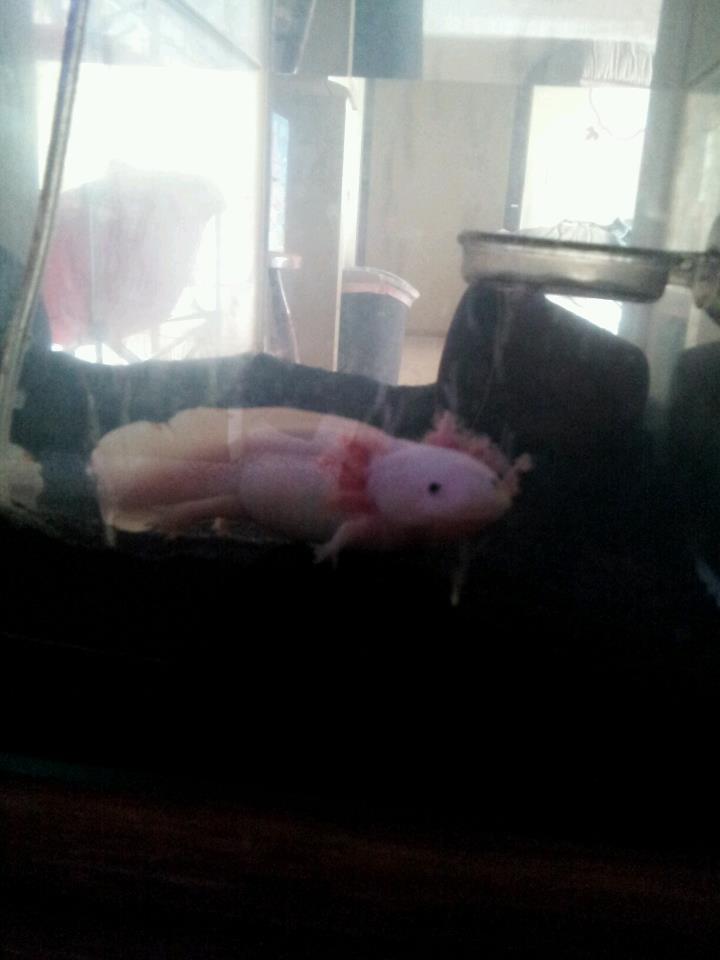 Rosie in her bubbler