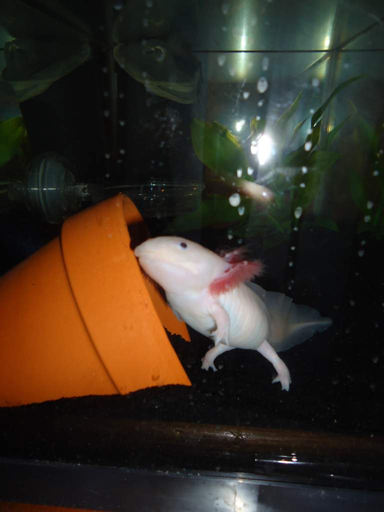 Rosie loves her little pot to hide in