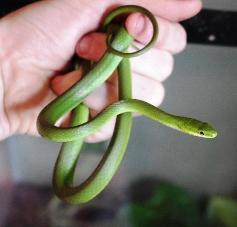 Rough Green Snake