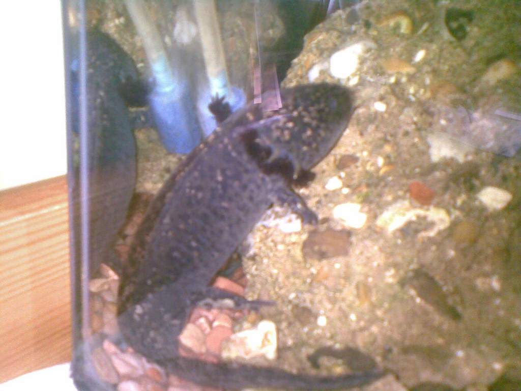 Rubbish Picture but anyway, Enjoying the bubbles, most recent picture, now about 1-1/2 years old, Nursed him to health. However his front right leg is