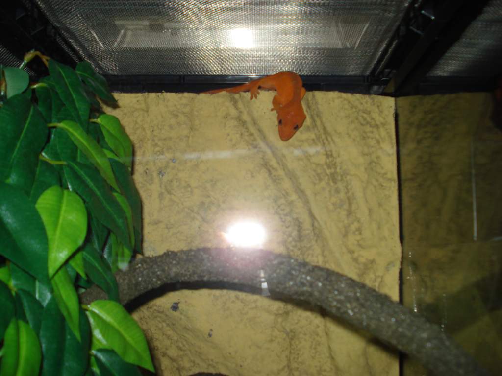 Ruby crested gecko