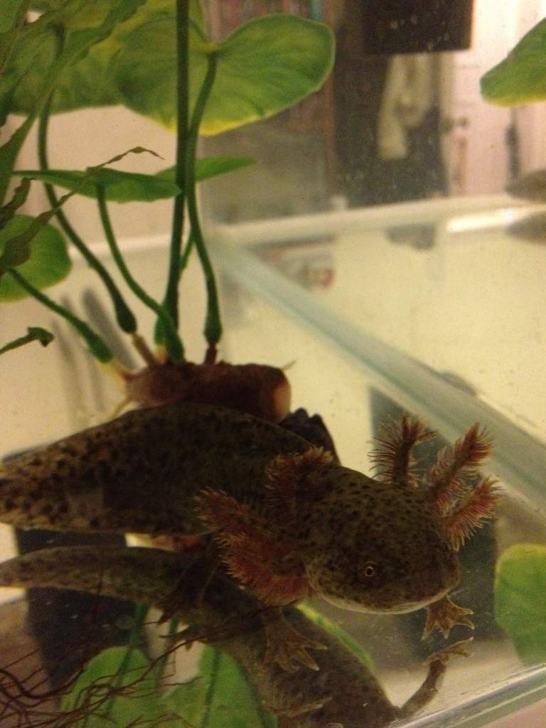 Rusty - see that bent gill?