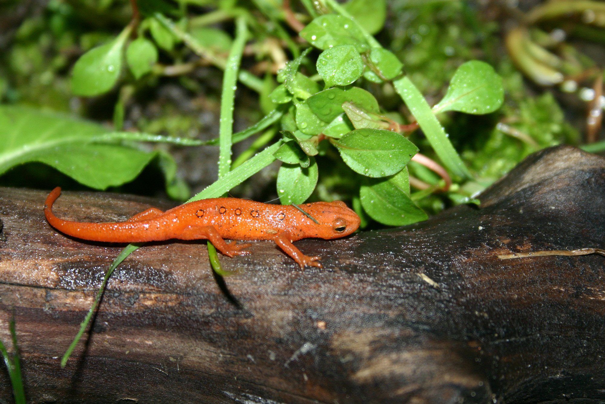 Ryan Yaxley - Notophthalmus viridescens