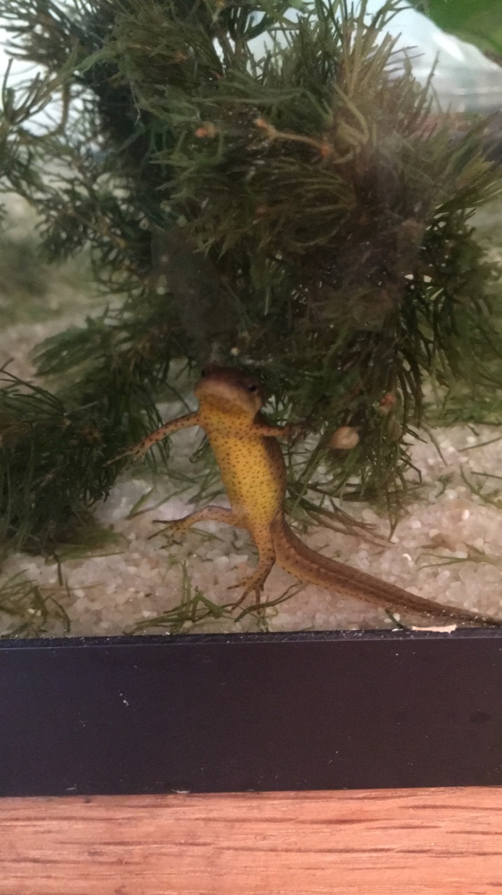 S/he likes to watch me (I assume that she can actually see me)