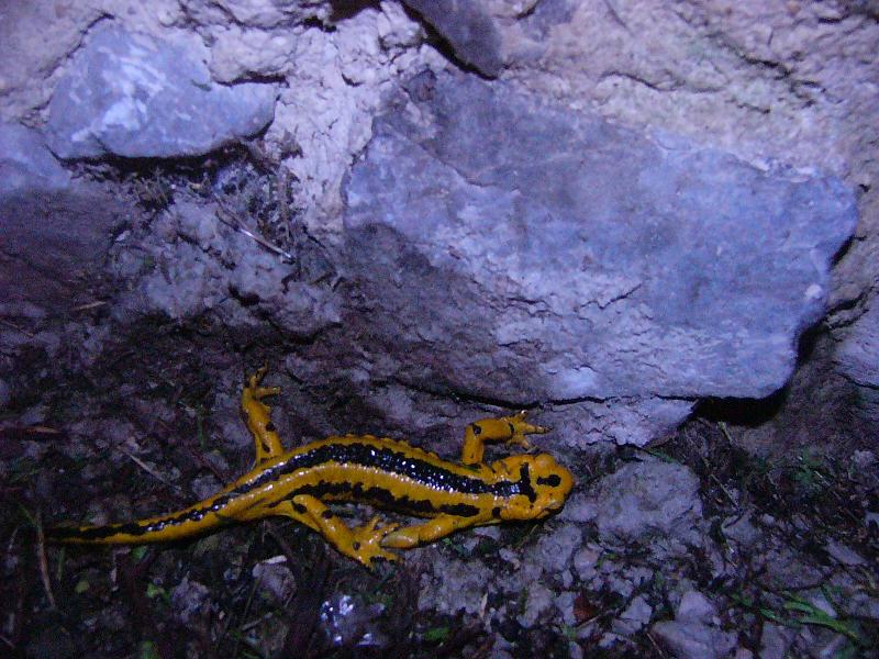 S.s.bernardezi, male.