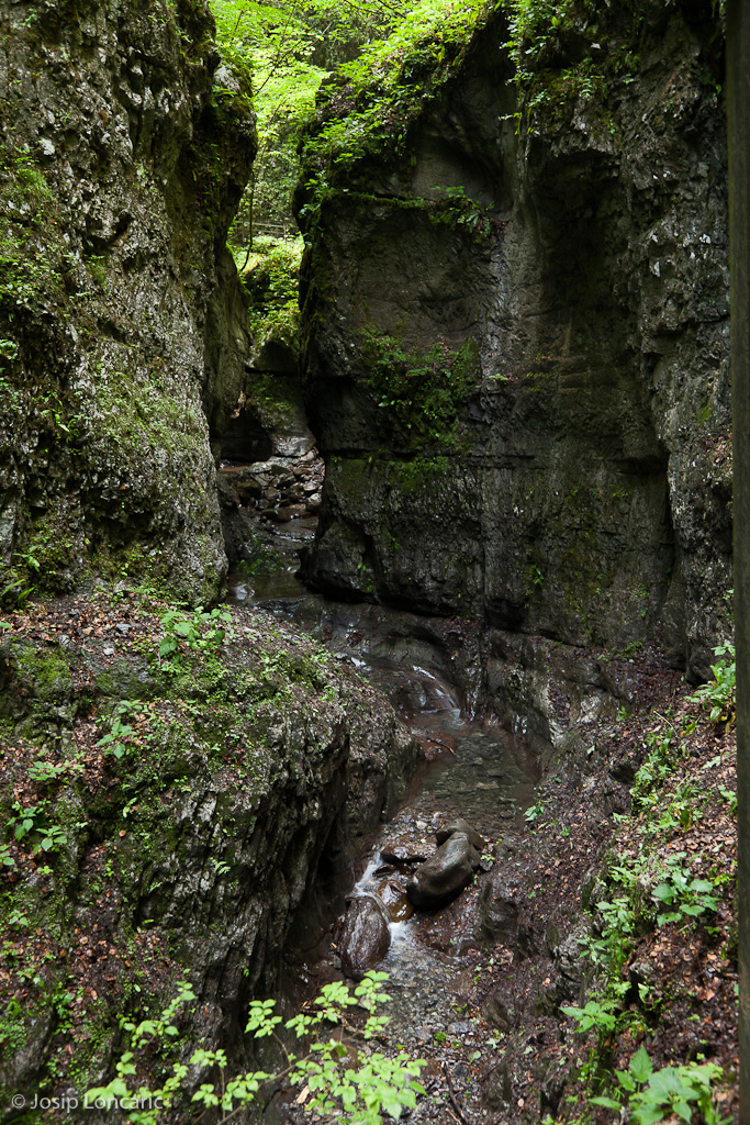 S. s. salamandra habitat, north-central Croatia.