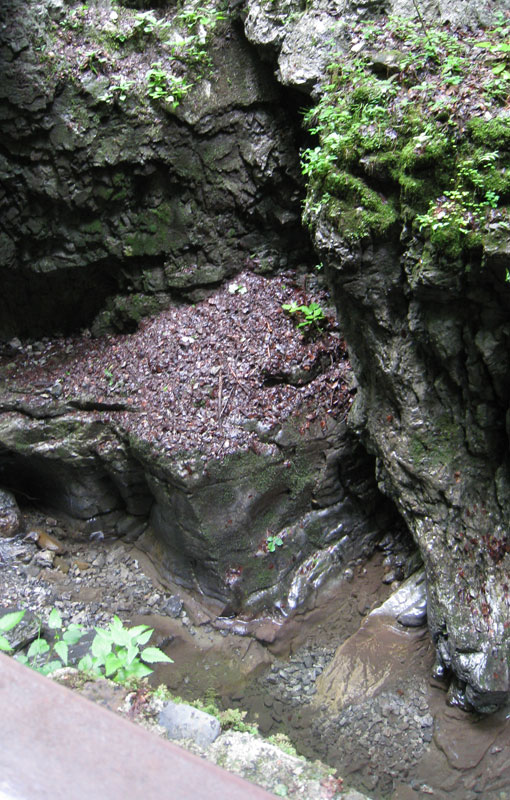 S. s. salamandra habitat. One salamander was on the leafy ledge.