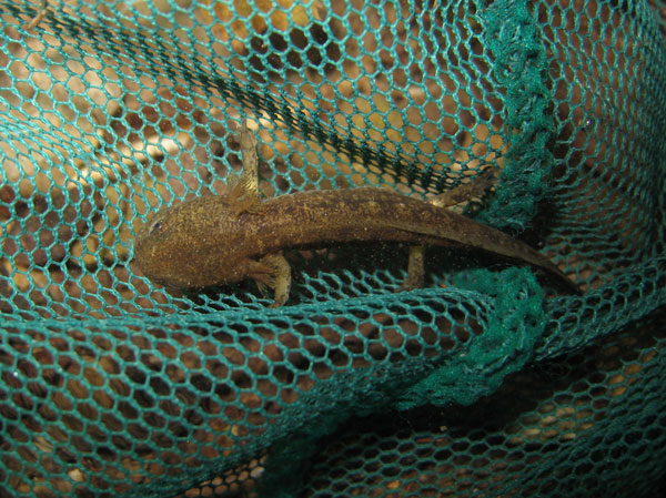 S. s. salamandra larva.