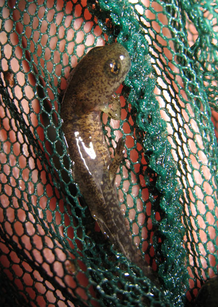 S. s. salamandra larva.