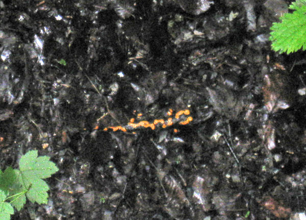 S. s. salamandra, north-central Croatia. This is the most brightly-colored individual we saw. The orangey color is true to life. It was in a poor loca