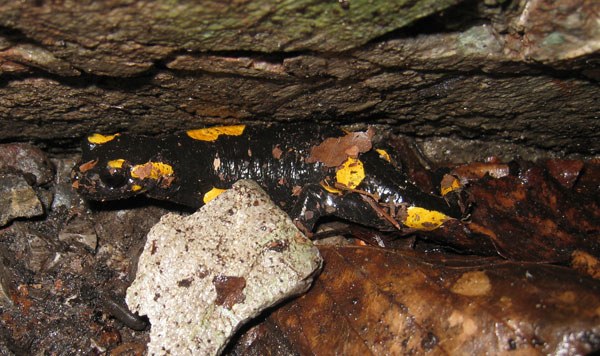 S. s. salamandra, north-central Croatia.