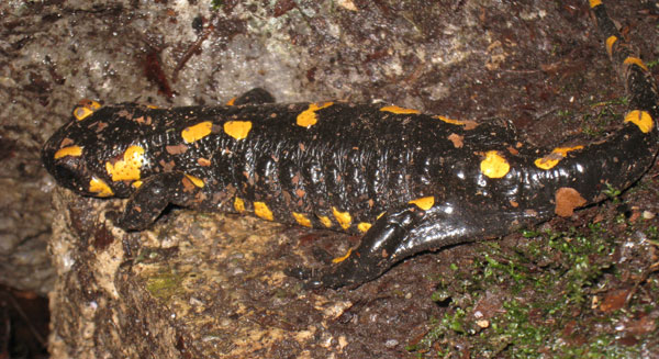 S. s. salamandra, north-central Croatia.