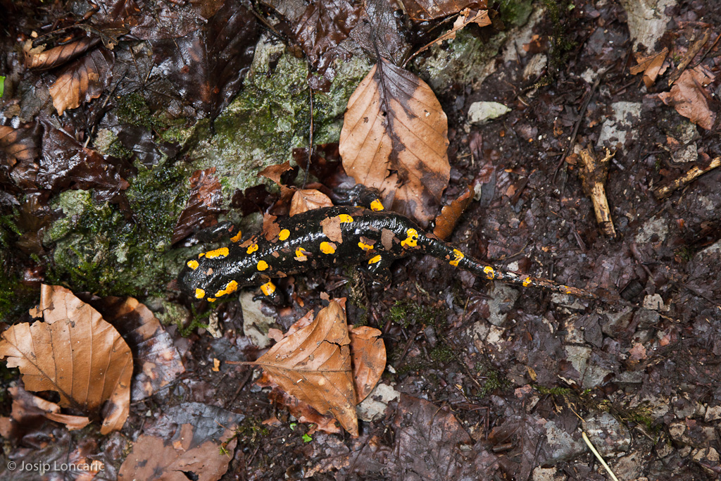 S. s. salamandra, north-central Croatia.