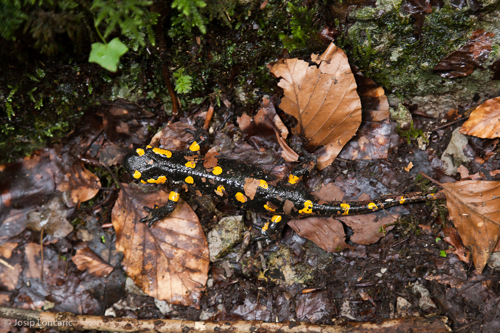 S. s. salamandra, north-central Croatia.