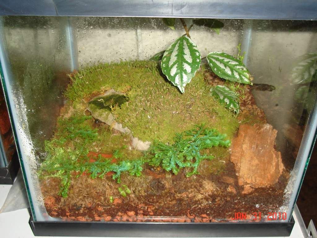 S.s.salamandra (notice two little faces)