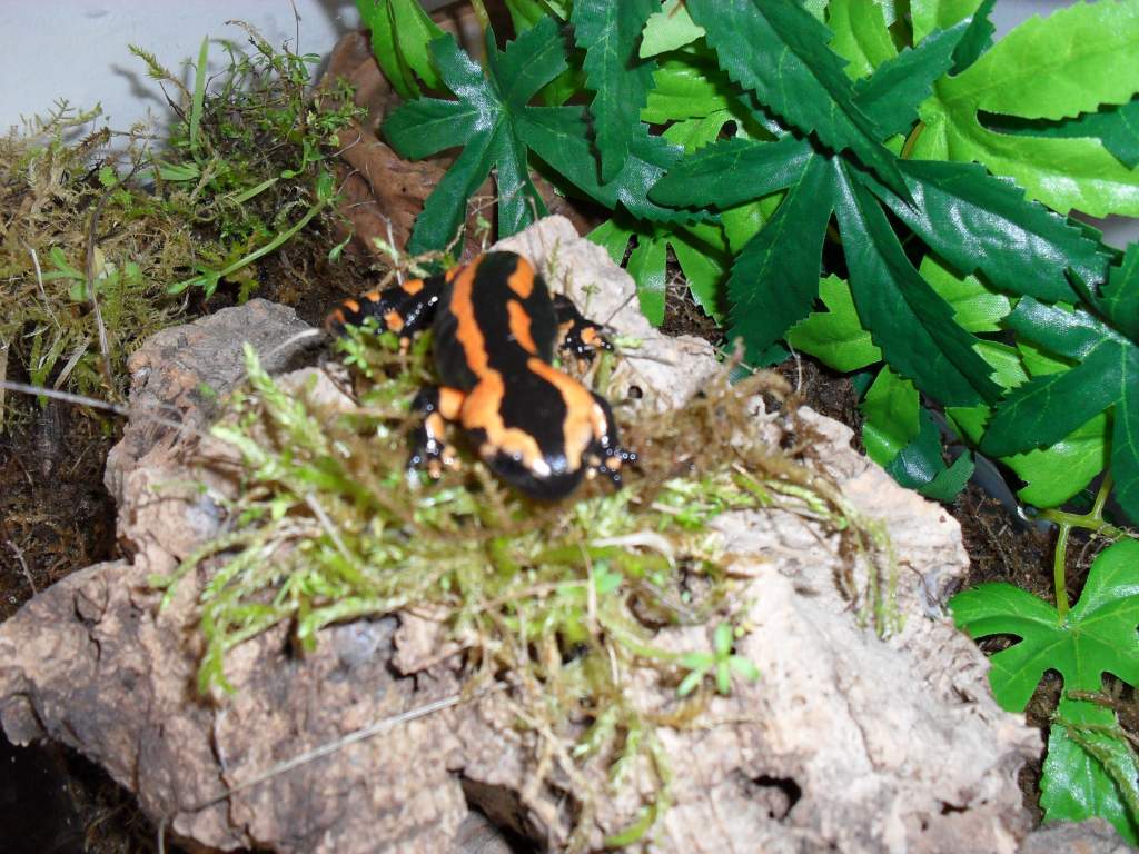S s terrestris Red form