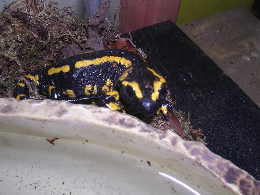 S s terrestris