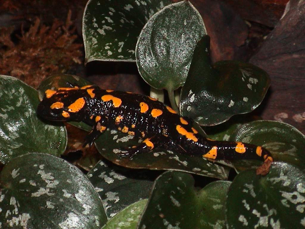 S salamandra terrestris