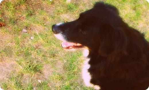 Sabrina, my little sister's border collie mix.
But even she admits that the dog follows me around like a shadow...so we got my little sister a guinea 
