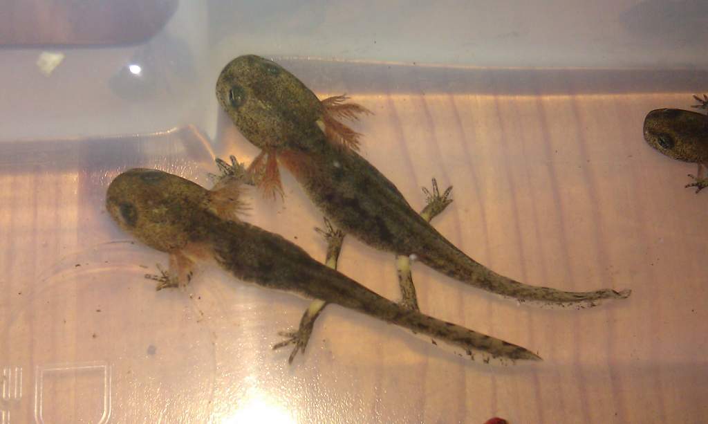 Sal Eft Close Up