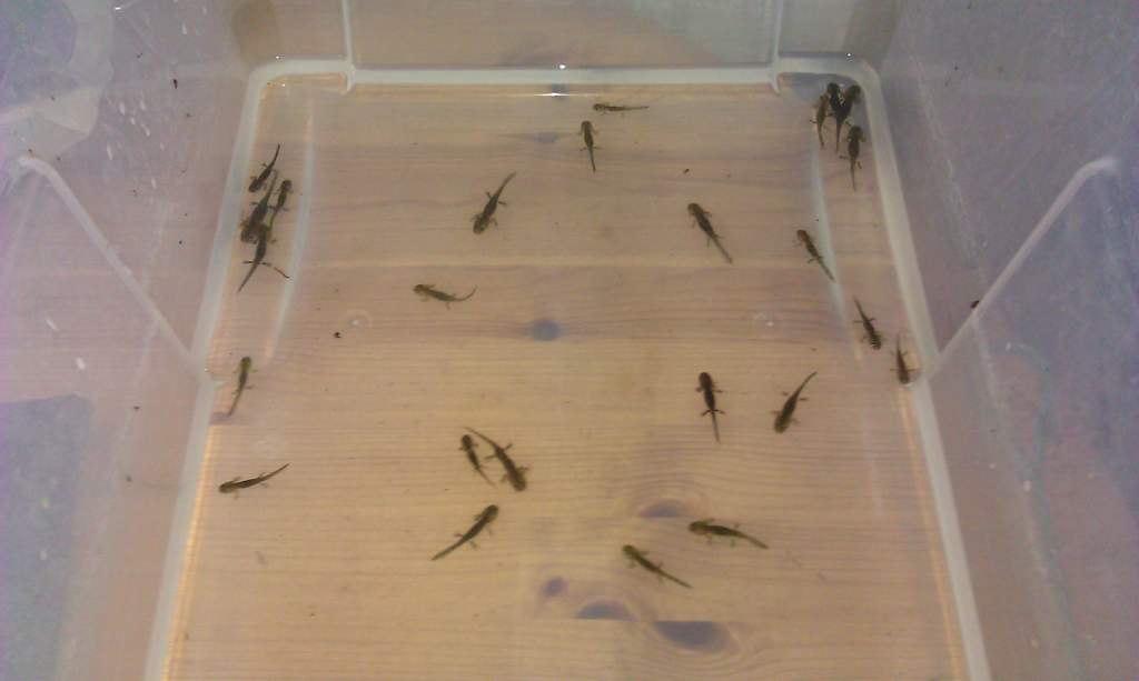 Sal Efts