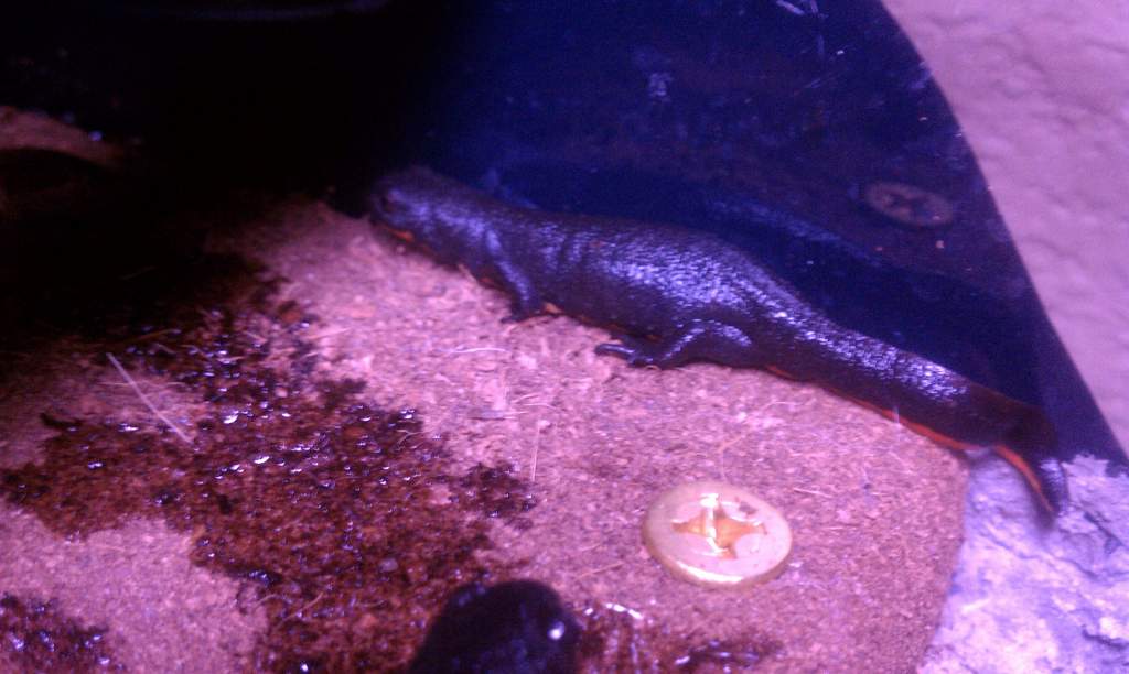 salamander 1